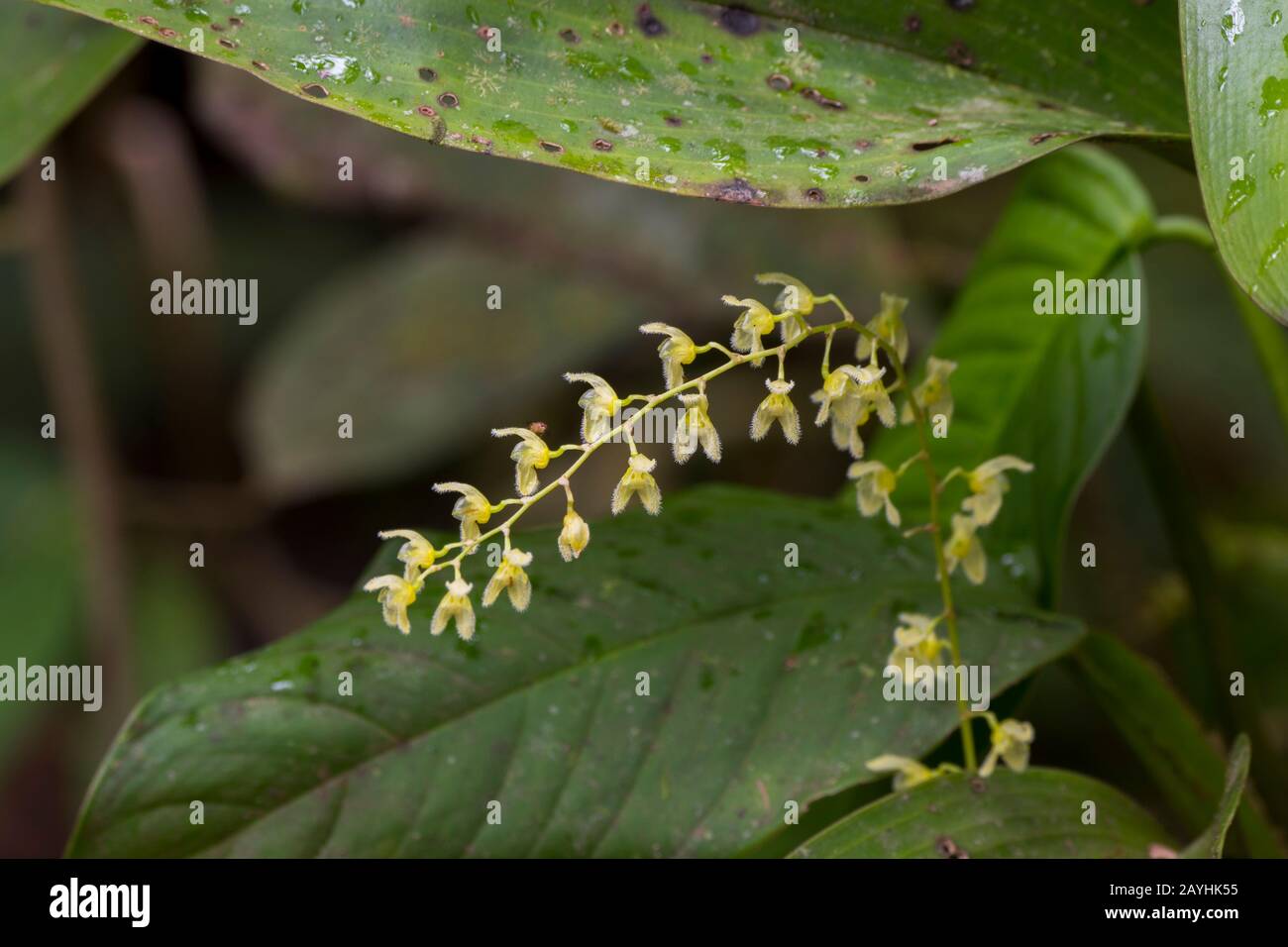 Une petite orchidée florissante dans les forêts de nuages de Mindo, près de Quito, en Équateur. Banque D'Images
