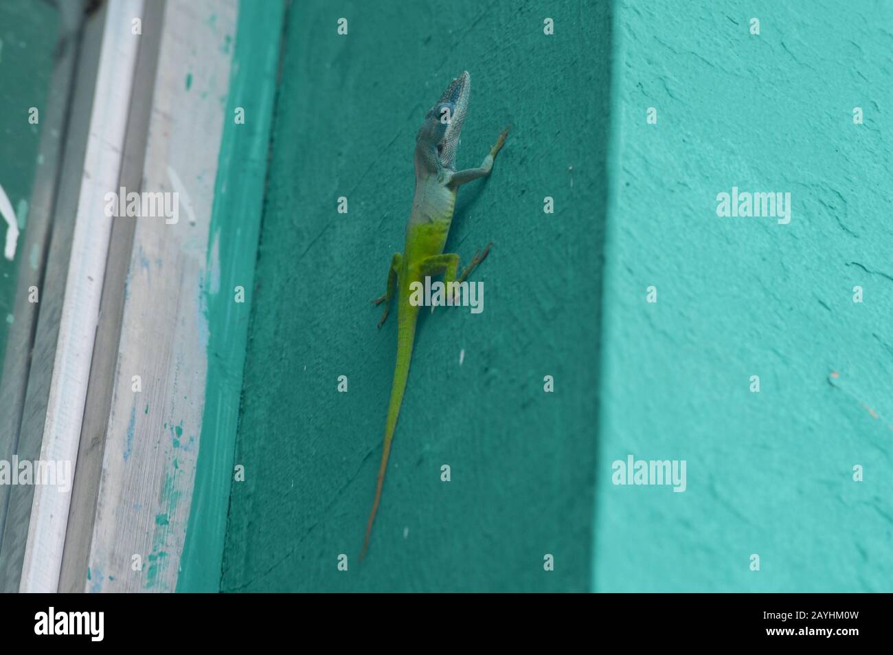 Anole cubaine à tête bleue (Anolis allisoni) sur un mur Banque D'Images