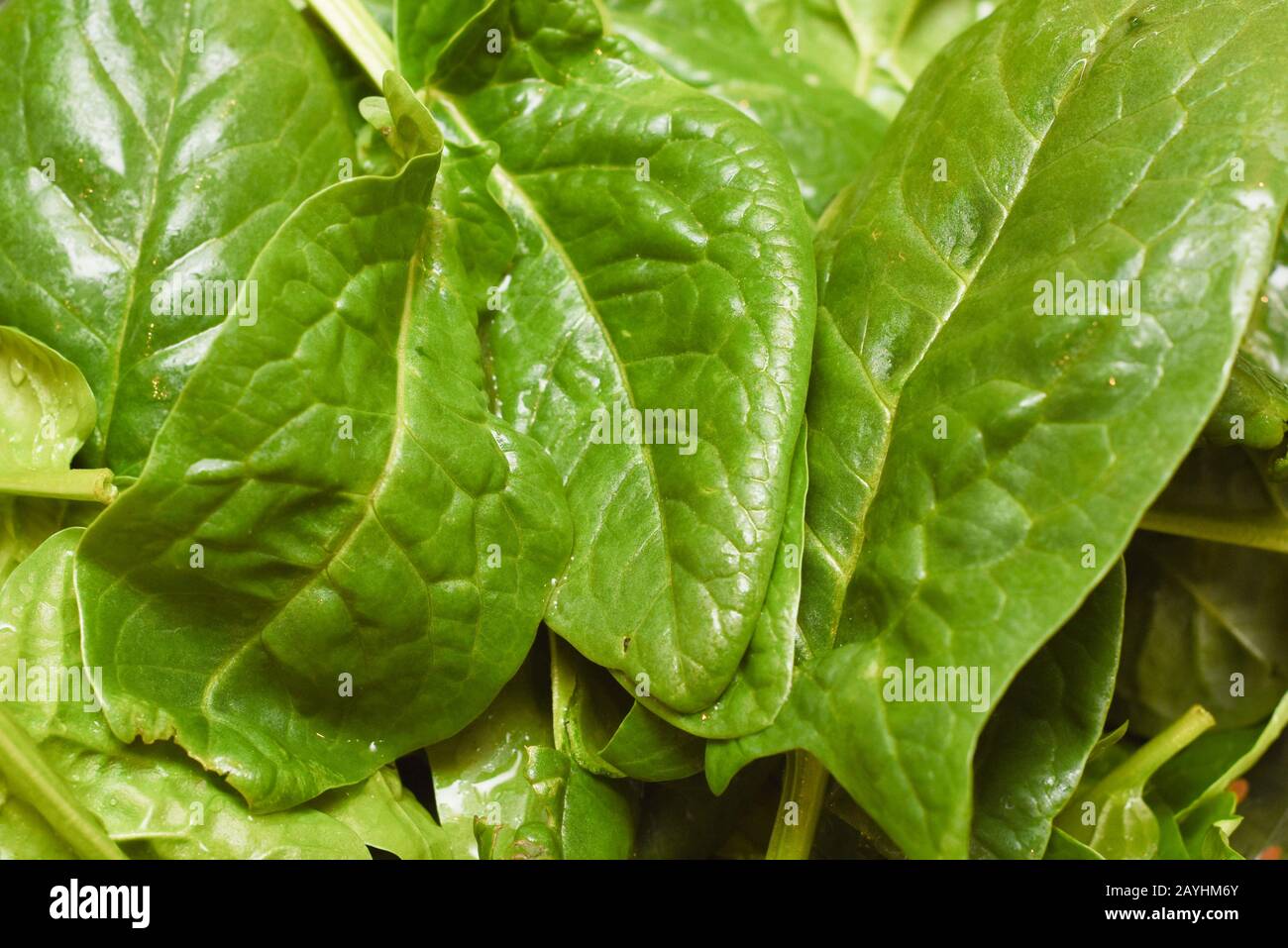 Épinards frais, épinards biologiques lavés à l'eau, source de nutrition et de vitamines pour une alimentation saine Banque D'Images