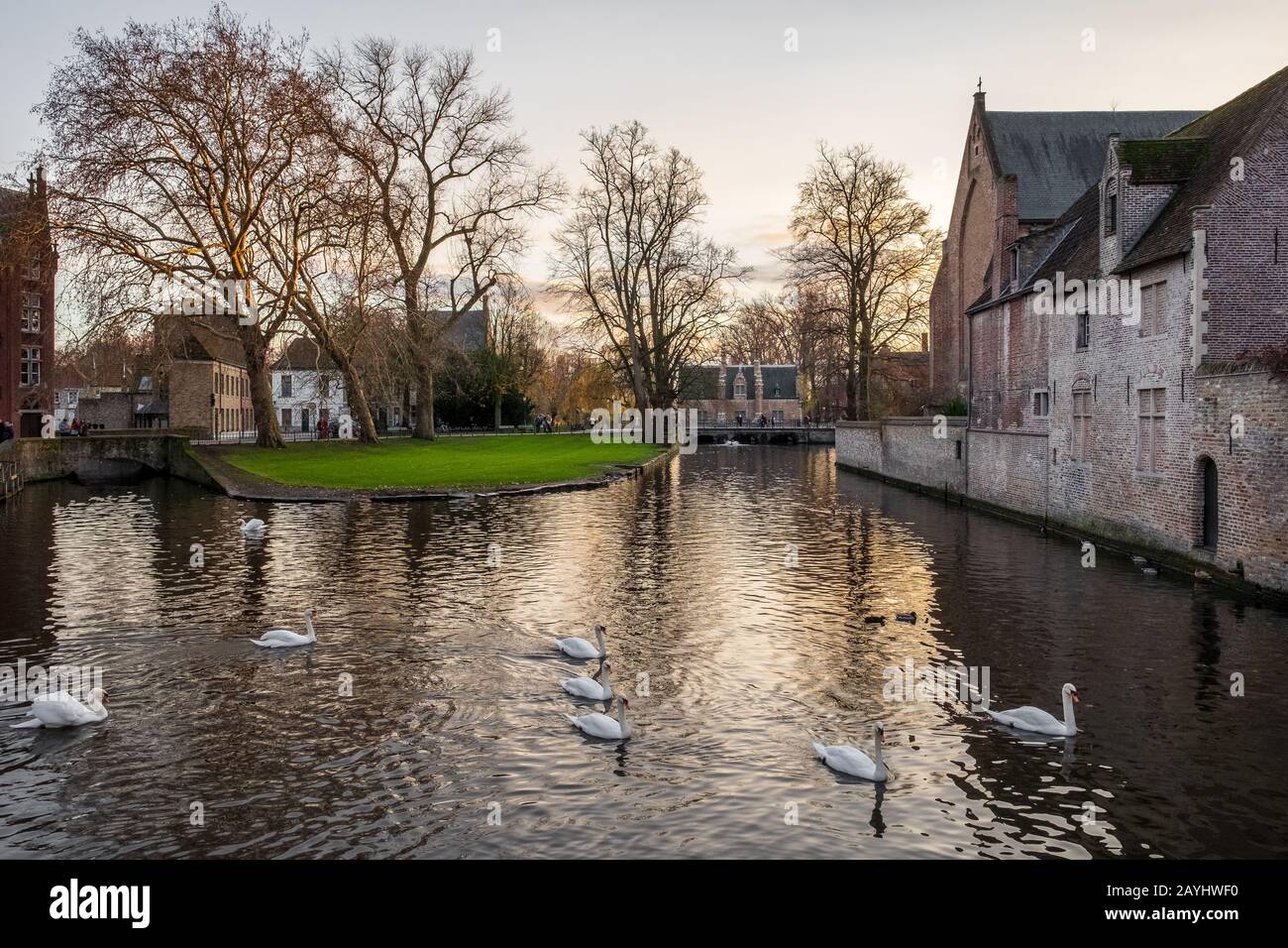 Swans dans le canal dans le quartier Begijnhof de Bruges, Belgique Banque D'Images