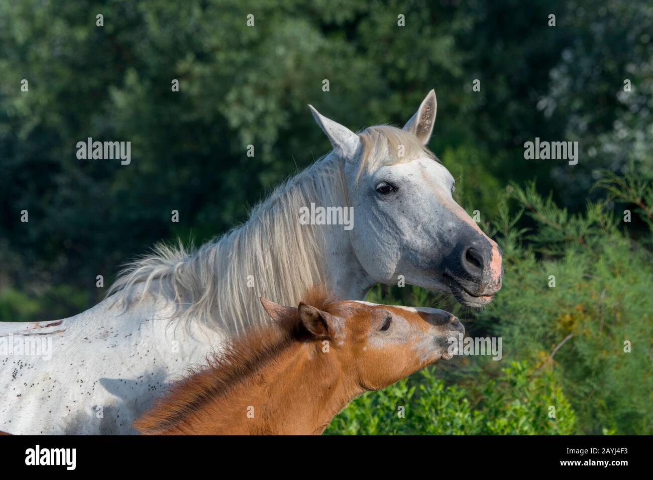 une mare à cheval en Camargue avec un poulain en Camargue dans le sud de la France. Banque D'Images