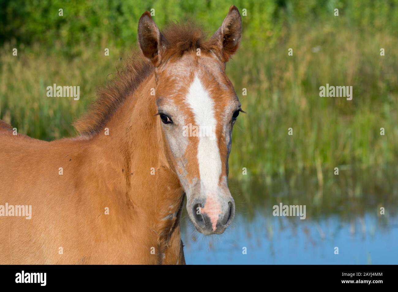Portrait d'un cheval de Camargue en Camargue dans le sud de la France. Banque D'Images