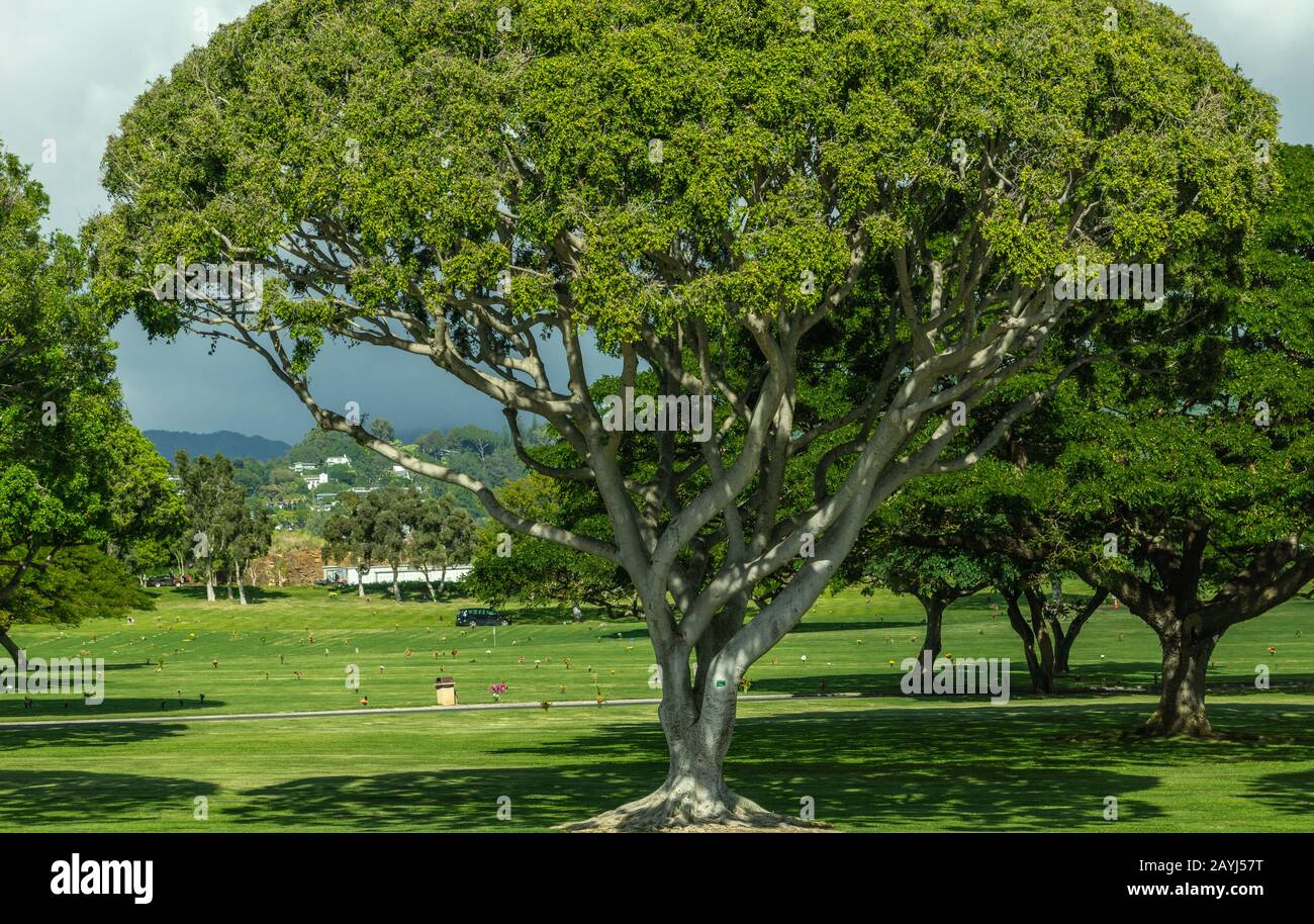 Oahu, Hawaï, États-Unis. - 10 janvier 2012 : Cimetière commémoratif national vert du Pacifique avec arbre hawaïen vert au centre sous un paysage de nuages épais. Banque D'Images