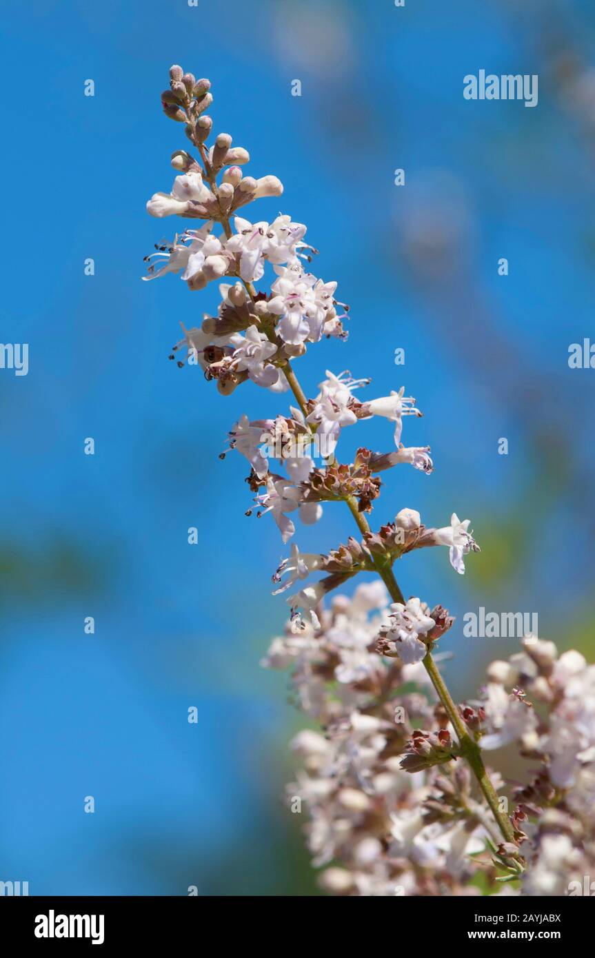 Arbre de la chaîne à feuilles larges, Vitex À Feuilles Larges (Vitex agnus-catus var. Latifolius, Vitex agnus-catus 'Latifolius', Vitex agnus-catus Latifolius), floraison Banque D'Images