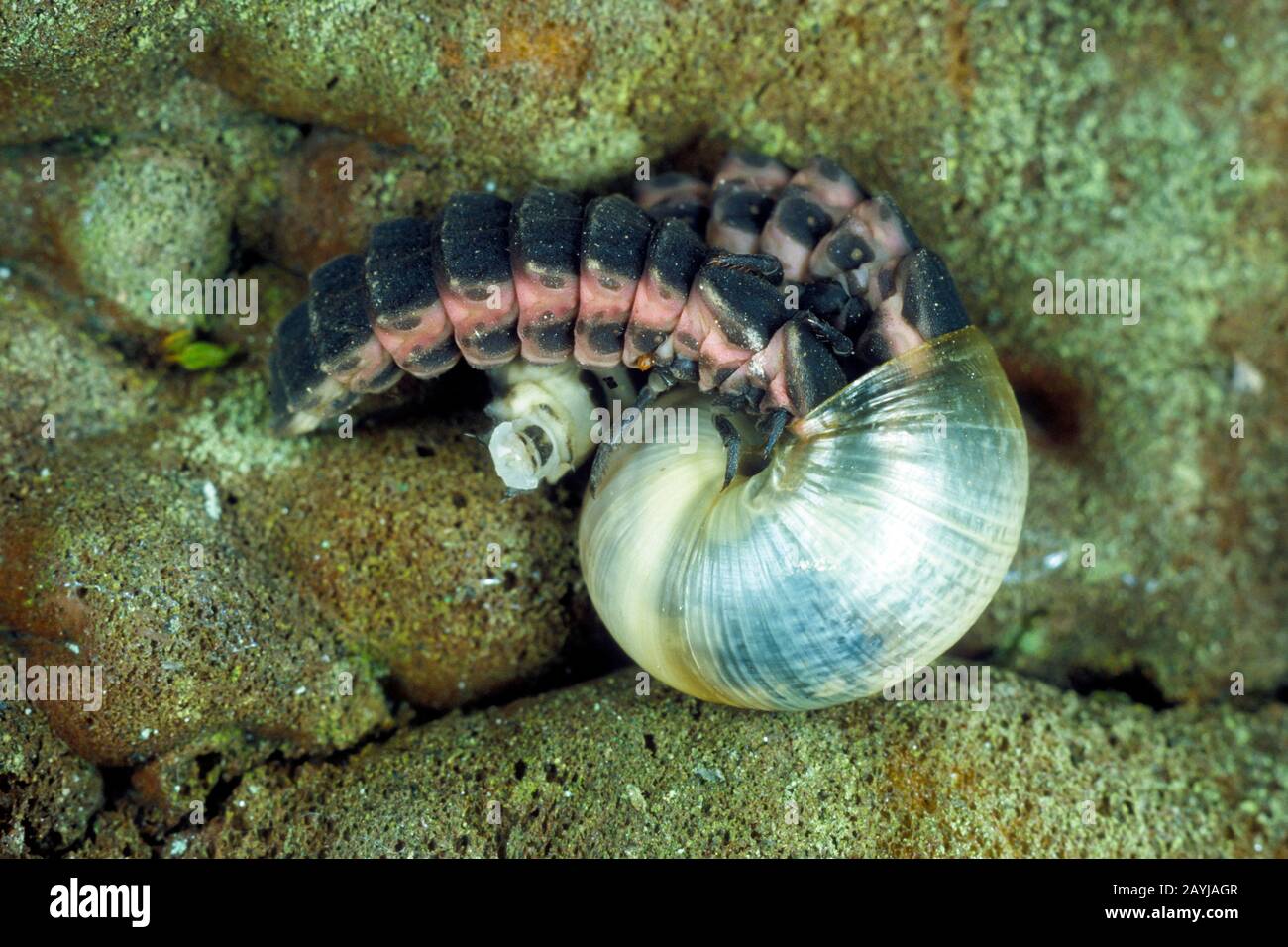 Petit léoptère (Lamprohiza slendidula, Phausis slendidula), larva capture des escargots, Allemagne Banque D'Images