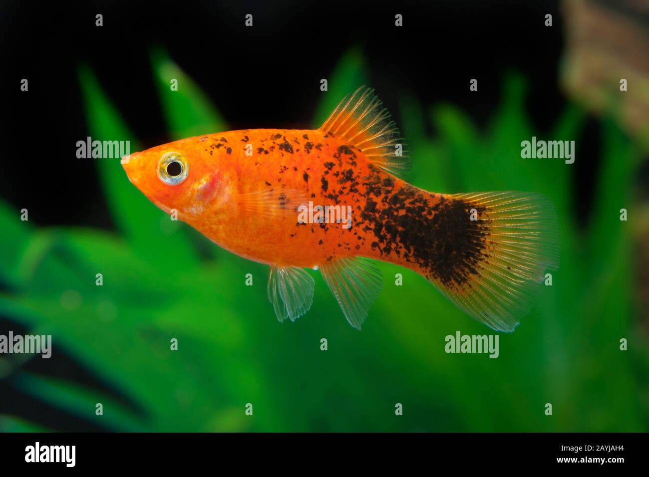 Platyfish méridional (Xiphophorus maculatus), forme de reproduction Calicoplaty Rot Banque D'Images
