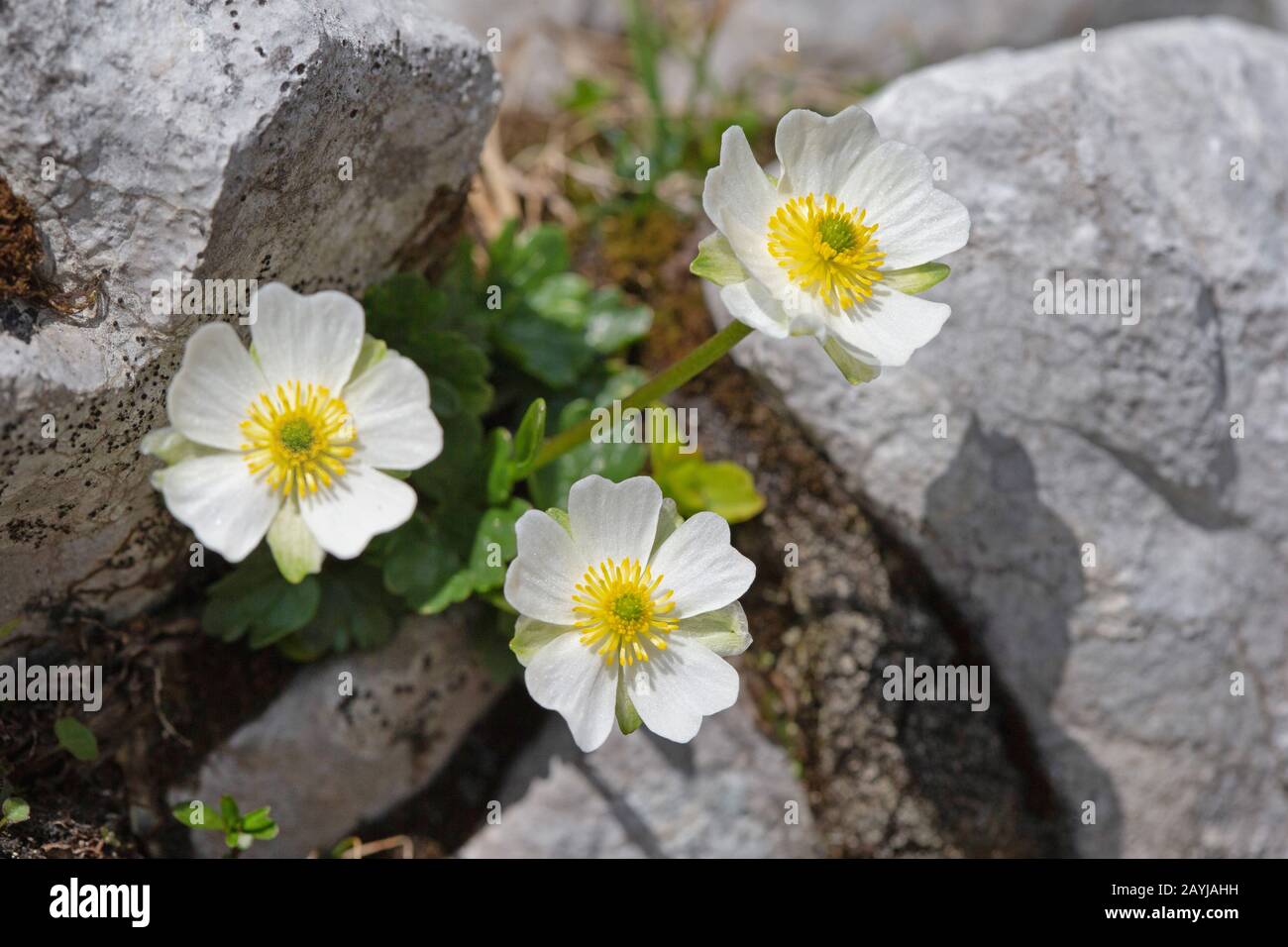 Coupe de papillons alpins (Ranunculus alpestris), floraison, Allemagne, Bavière, Karwendel montagnes Banque D'Images