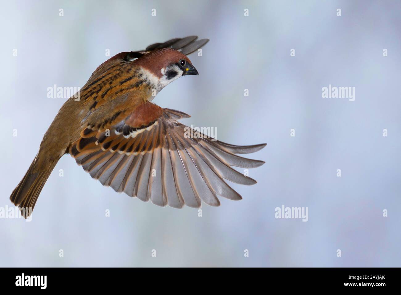 Sparrow d'arbre eurasien (Passer montanus), en vol, Allemagne Banque D'Images