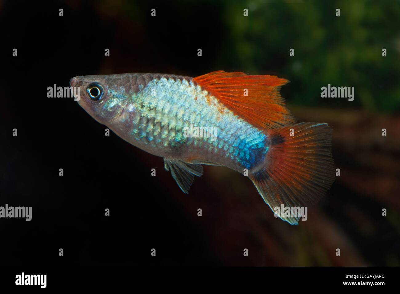 Platyfish méridional (Xiphophophorus maculatus), forme de reproduction Highfin Banque D'Images
