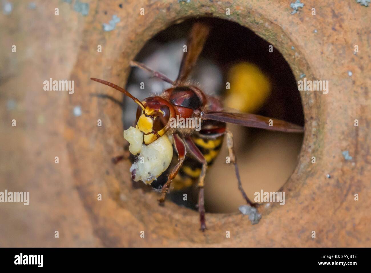 Hornet, hornet brun, hornet européen (Vespa crabro), a attrapé la larve et prend le décollage, Allemagne, Bavière, Niederbayern, Basse-Bavière Banque D'Images