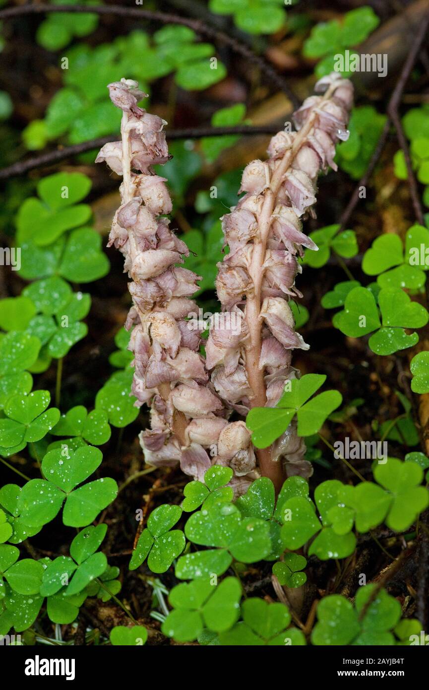 Toothwort (Lathraea squamaria), blooming, Allemagne Banque D'Images