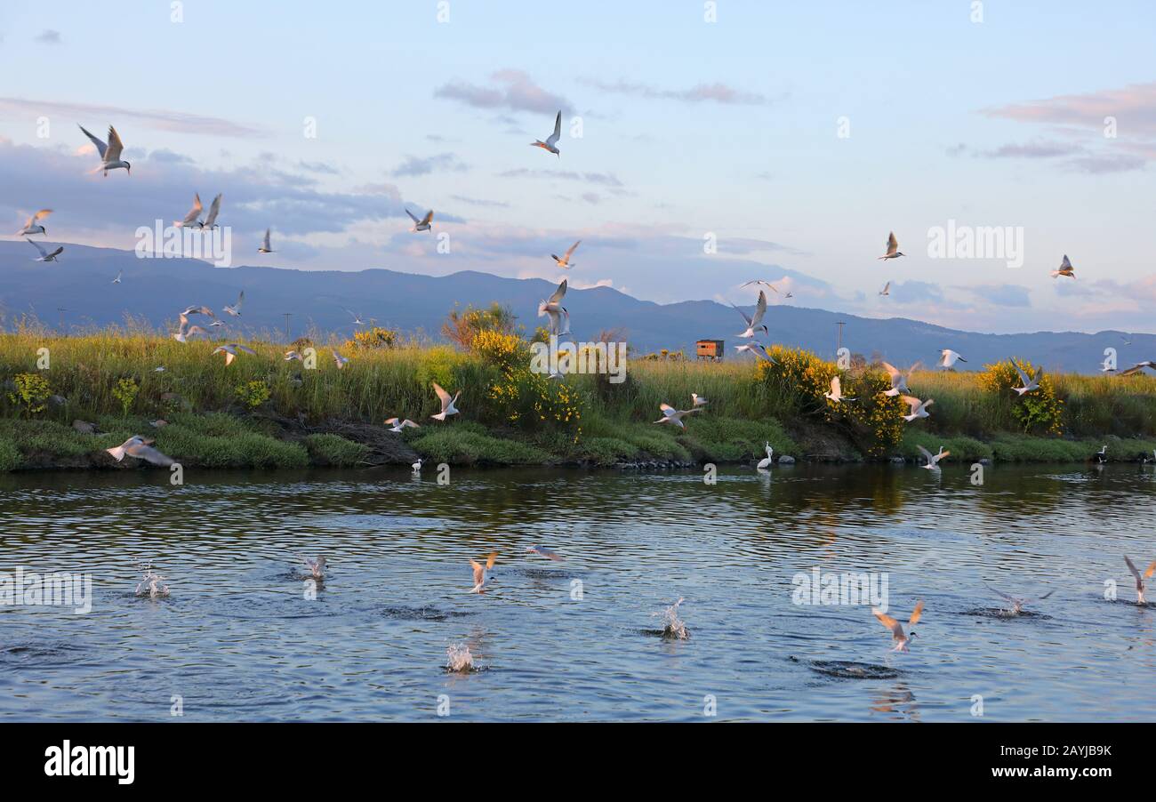 Sterne commune (Sterna hirundo), troupeau de pêche en vol à une saline, Grèce, Lesbos Banque D'Images