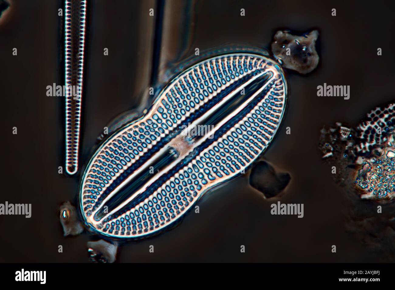 Diatomée (Diatomeae), en microscopie à contraste de phase, Allemagne Banque D'Images