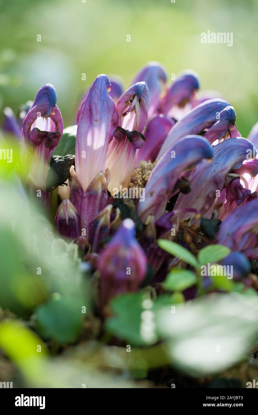 Toothwort pourpre, Thothwort caché (Lathraea clandestin, Purpurea Clandestin, penduliflora Clandestin), floraison Banque D'Images