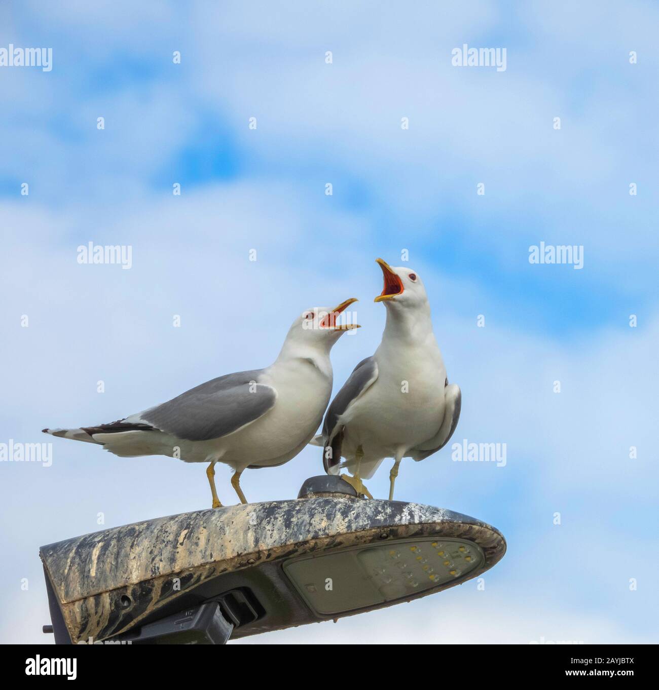 Mew goll (Larus canus), paire appelant d'une lanterne de rue, Norvège, Troms, Prestvannet, Tromsoe Banque D'Images
