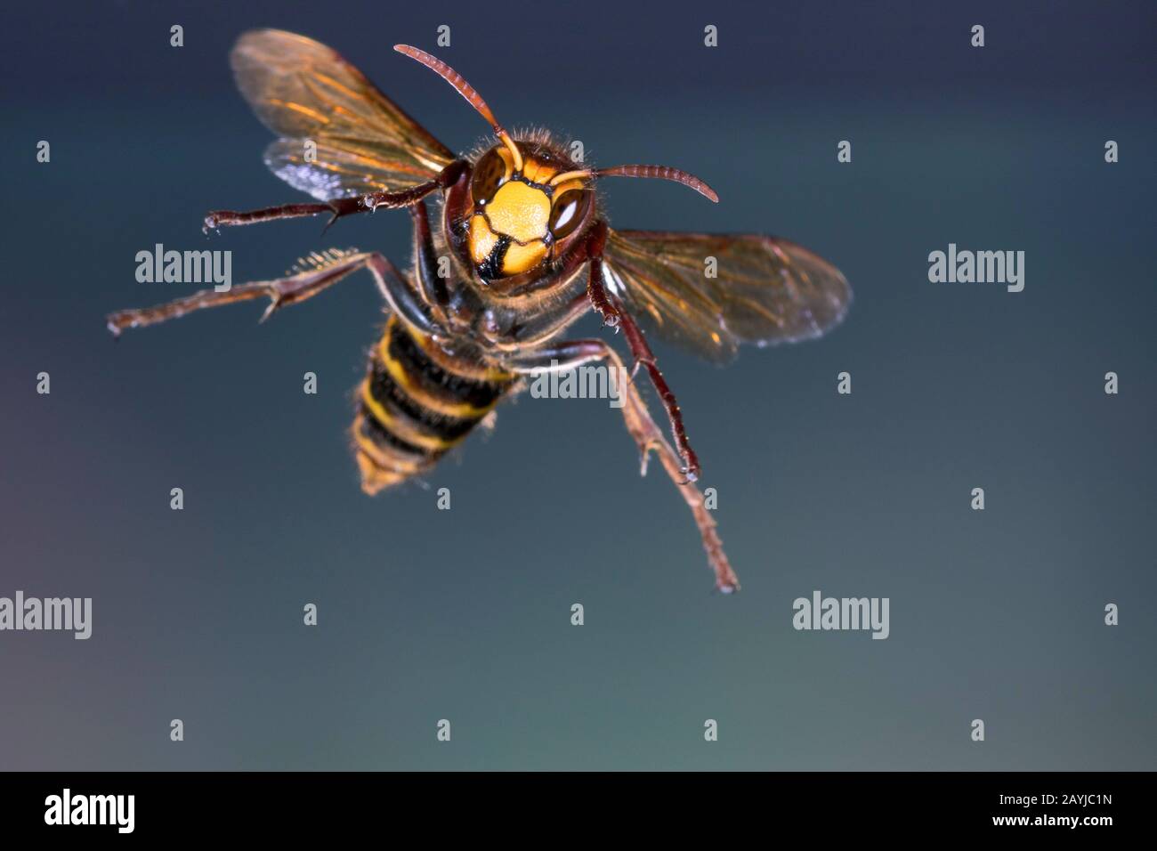 Hornet, hornet brun, hornet européen (Vespa crabro), vol, vue de face, Allemagne Banque D'Images