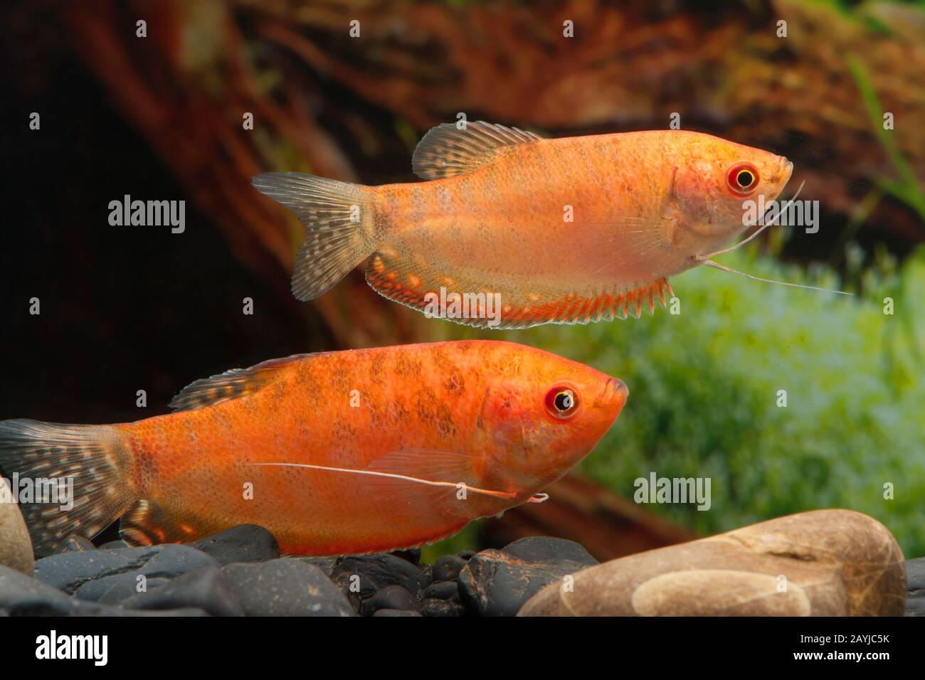 Trois gourami à pois (Trichogaster trichopterus), forme de reproduction Rotgold Banque D'Images