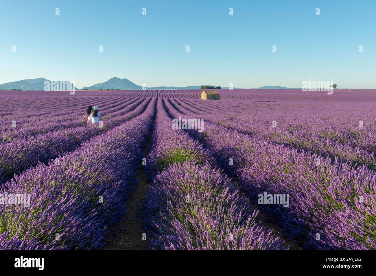 Modèles russes se posant dans le champ de lavande avec une petite cabane en pierre (Mazet) sur le plateau de Valensole près de digne-les-bains et les gorges du Verdon dans l'Alpe Banque D'Images