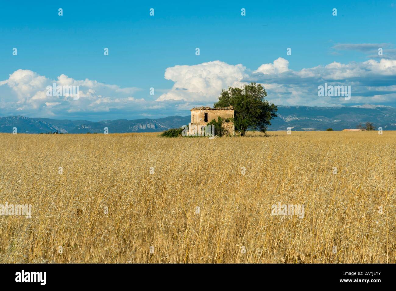 Ruine d'une ancienne ferme en pierre dans un champ d'avoine sur le plateau de Valensole près de digne-les-bains et des gorges du Verdon dans les Alpes-de-Haute-Provence reg Banque D'Images