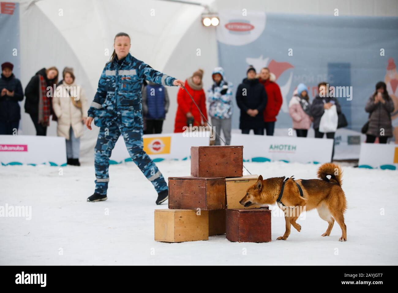 Moscou, Russie. 15 février 2020. Un chien de service montre ses capacités de recherche de bombes lors du festival « My Dog Est un super-héros » à Moscou, en Russie, le 15 février 2020. Le festival « My Dog Est un super-héros » a eu lieu samedi à Moscou pour mettre en valeur les compétences des chiens de travail. Crédit: Maxim Chernavsky/Xinhua/Alay Live News Banque D'Images