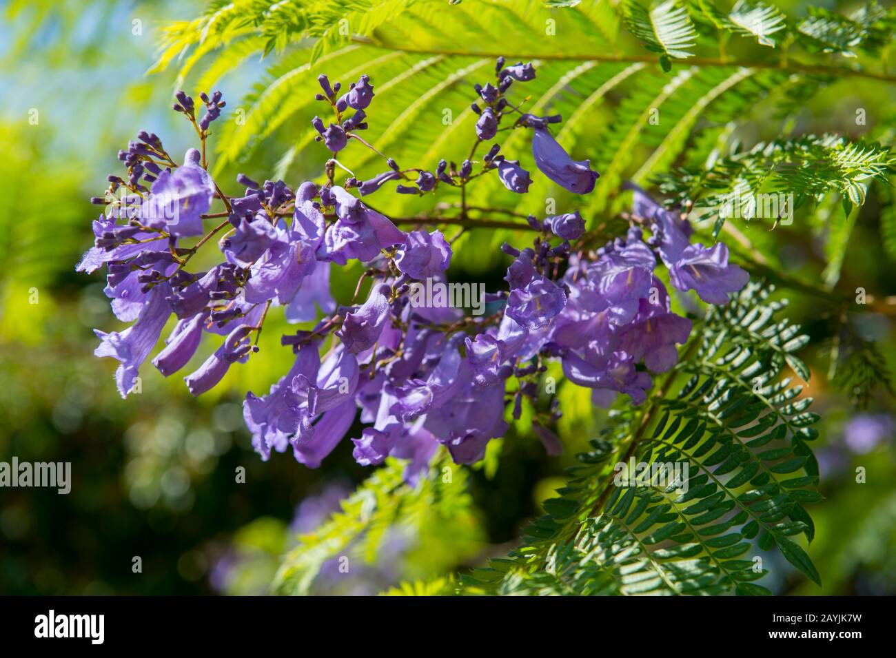Gros plan d'une fleur d'arbre de Jacaranda à la plate-forme nord de Monte Alban dans la région de la vallée d'Oaxaca, Oaxaca, Mexique. Banque D'Images