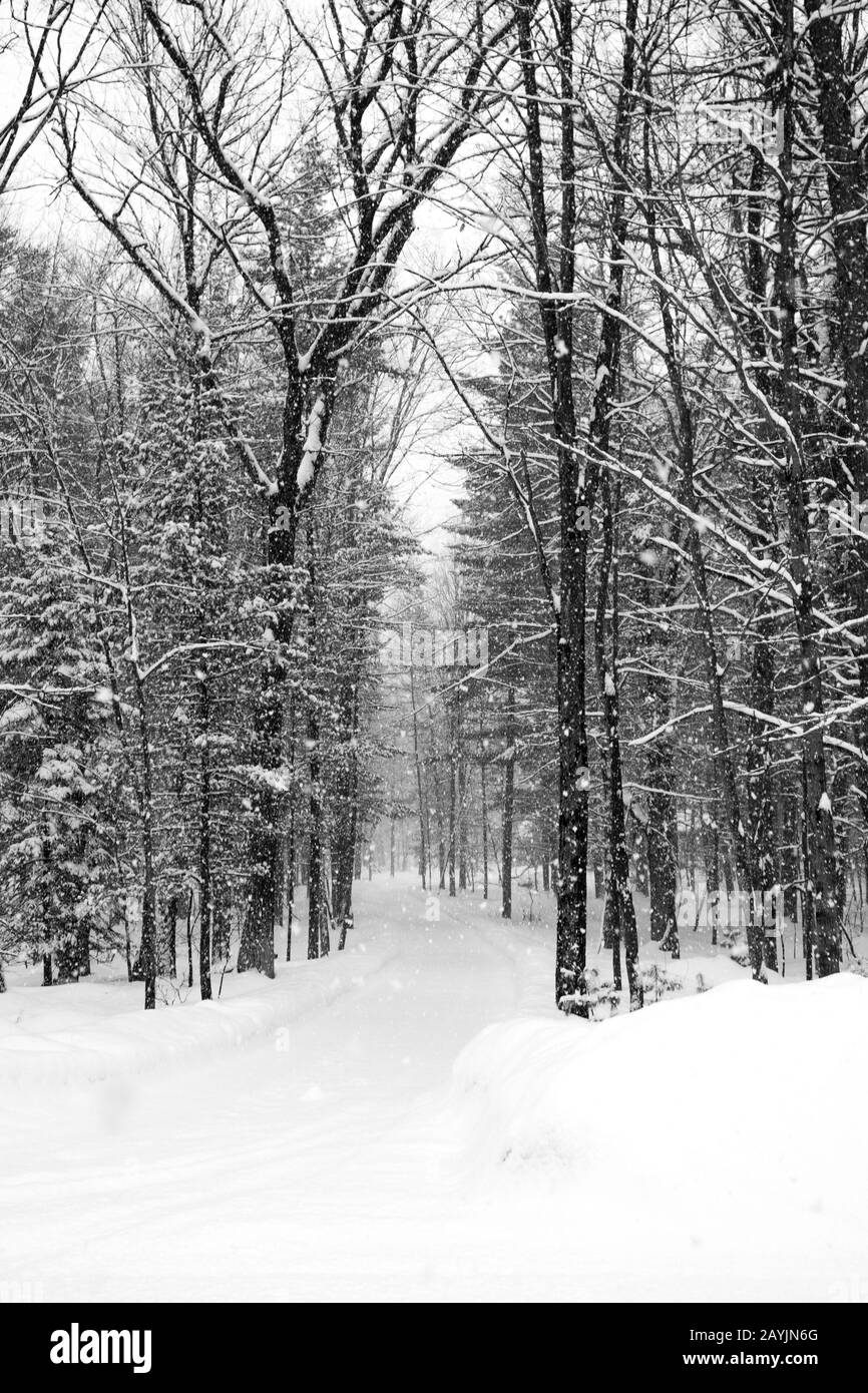 Route enneigée lors d'une tempête de neige en février à Wausau, Wisconsin, obtenant une à deux pouces par heure, verticale noire et blanche Banque D'Images
