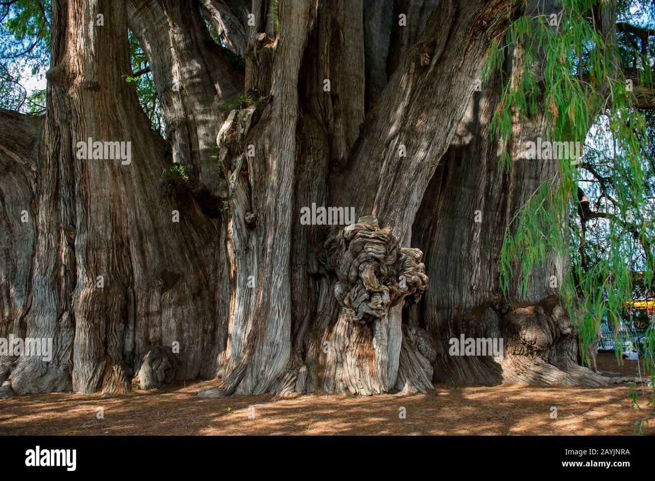 Un énorme burl (anglais américain) ou bur ou burr (croissance des arbres) sur le El Arbol del Tule (Tule Tree, Montezuma cypress), un arbre situé dans le grou de l'église Banque D'Images