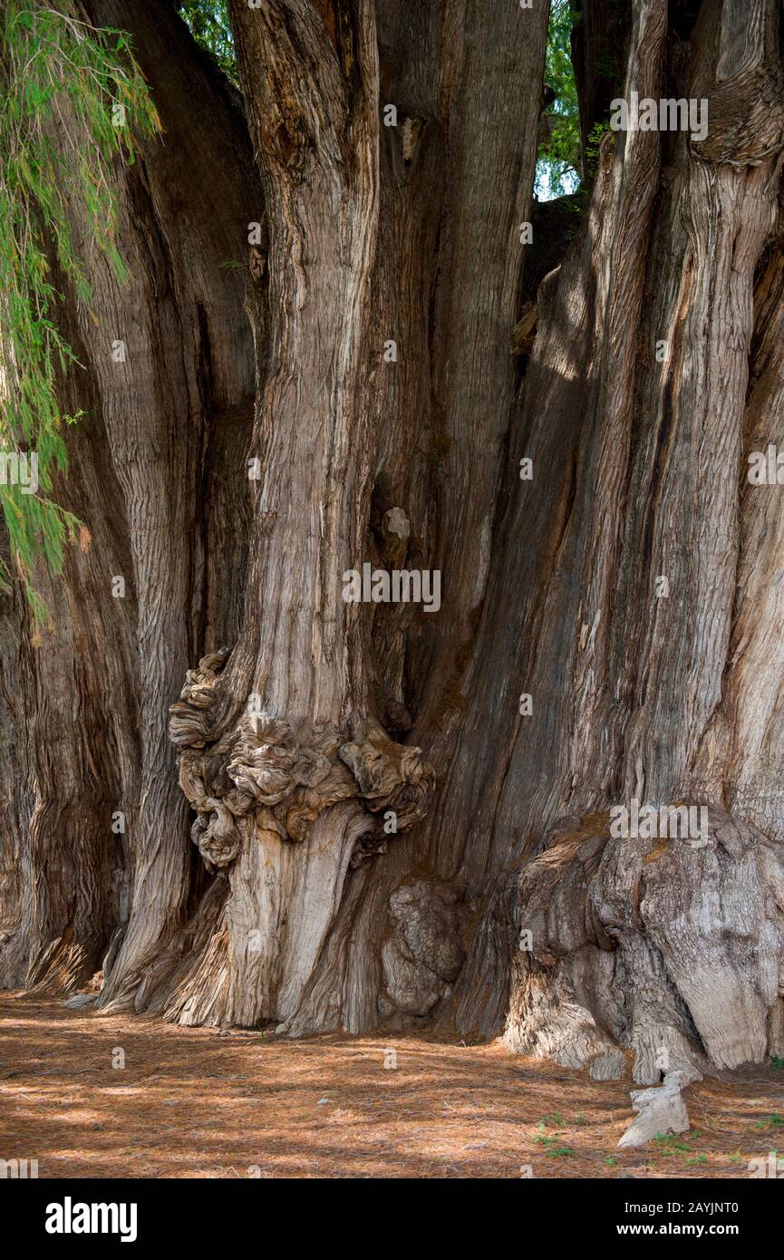 Un énorme burl (anglais américain) ou bur ou burr (croissance des arbres) sur le El Arbol del Tule (Tule Tree, Montezuma cypress), un arbre situé dans le grou de l'église Banque D'Images