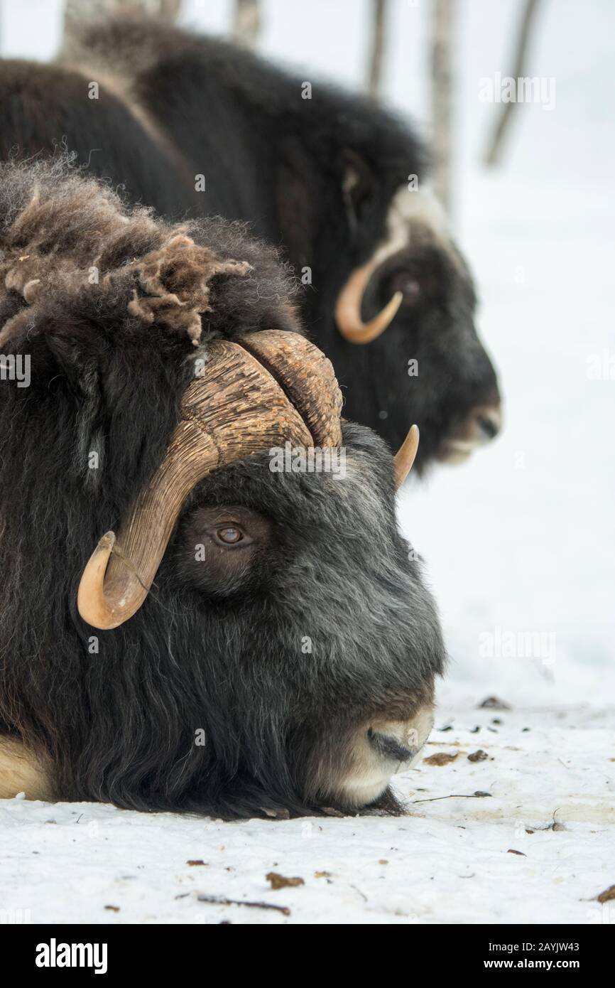 Muskoxen (Ovibos moschatus) dans un parc animalier du nord de la Norvège. Banque D'Images Muskoxen (Ovibos moschatus) dans un parc animalier du nord de la Norvège. Banque D'Images