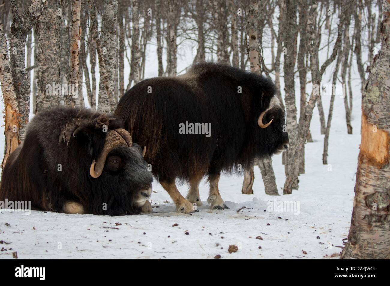 Muskoxen (Ovibos moschatus) dans un parc animalier du nord de la Norvège. Banque D'Images Muskoxen (Ovibos moschatus) dans un parc animalier du nord de la Norvège. Banque D'Images