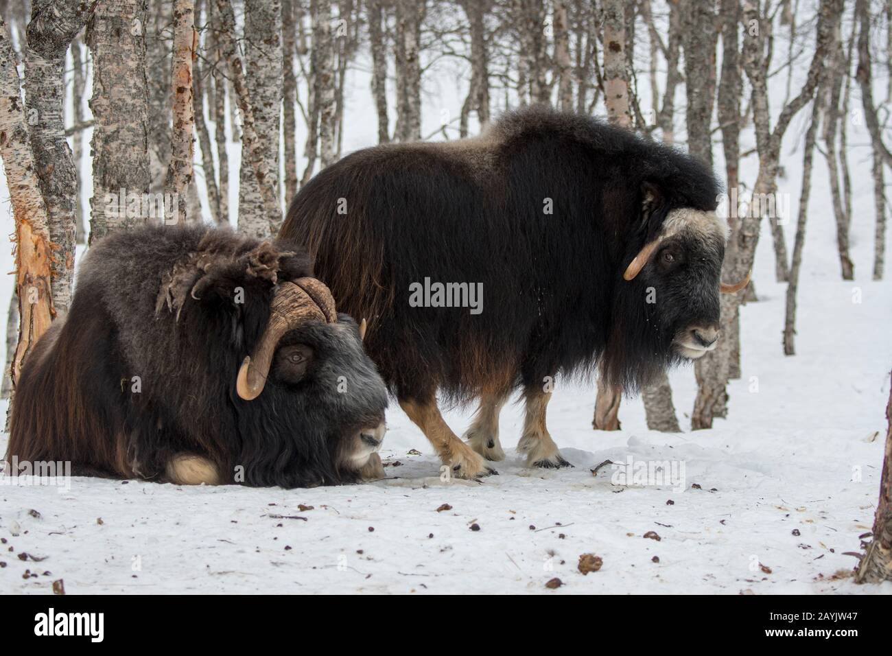 Muskoxen (Ovibos moschatus) dans un parc animalier du nord de la Norvège. Banque D'Images Muskoxen (Ovibos moschatus) dans un parc animalier du nord de la Norvège. Banque D'Images