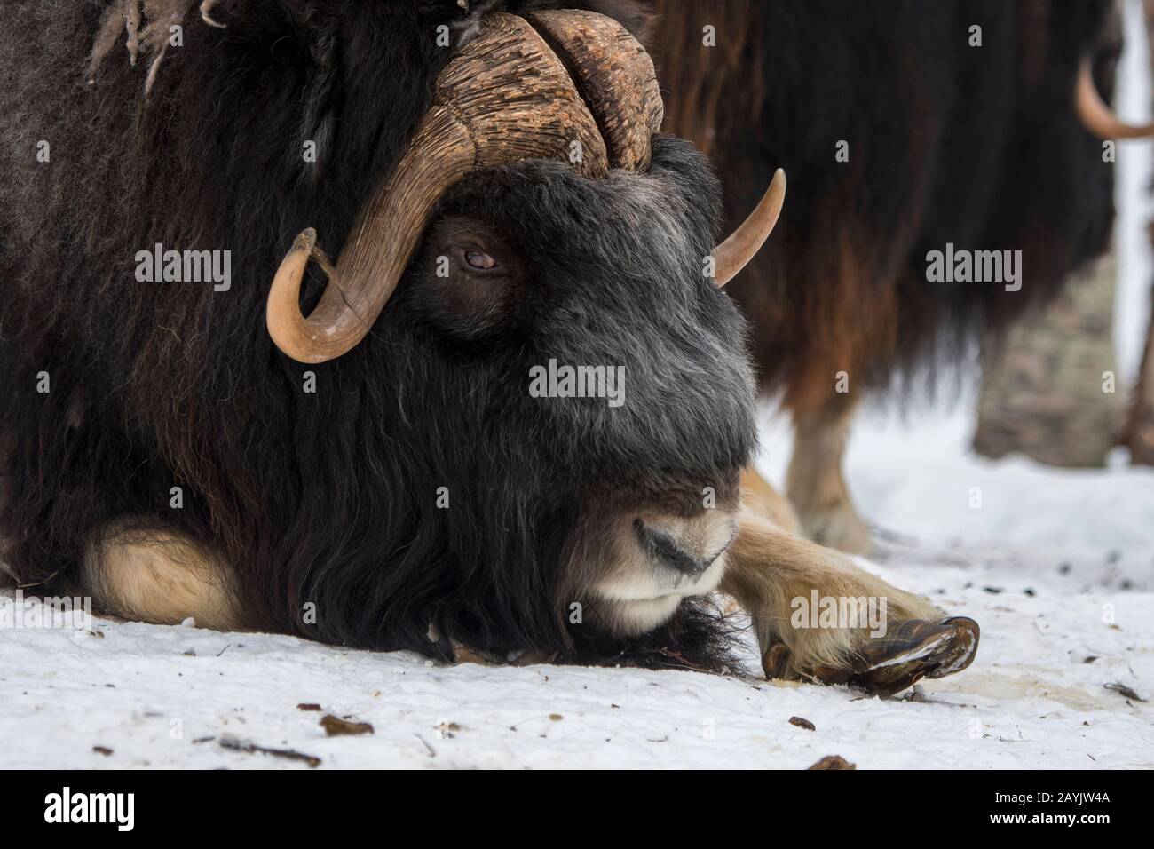 Gros plan d'un Muskox (Ovibos moschatus) dans un parc animalier du nord de la Norvège. Banque D'Images Gros plan d'un Muskox (Ovibos moschatus) dans un parc animalier du nord de la Norvège. Banque D'Images