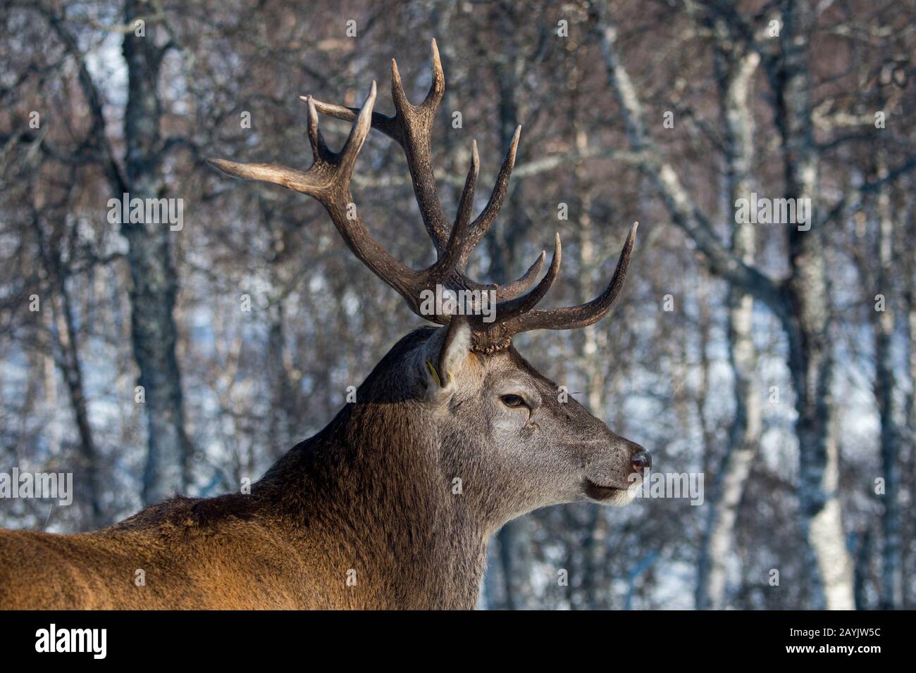 Un mâle (cerf) cerf rouge (Cervus elaphus) dans un parc animalier du nord de la Norvège. Banque D'Images Un mâle (cerf) cerf rouge (Cervus elaphus) dans un parc animalier du nord de la Norvège. Banque D'Images