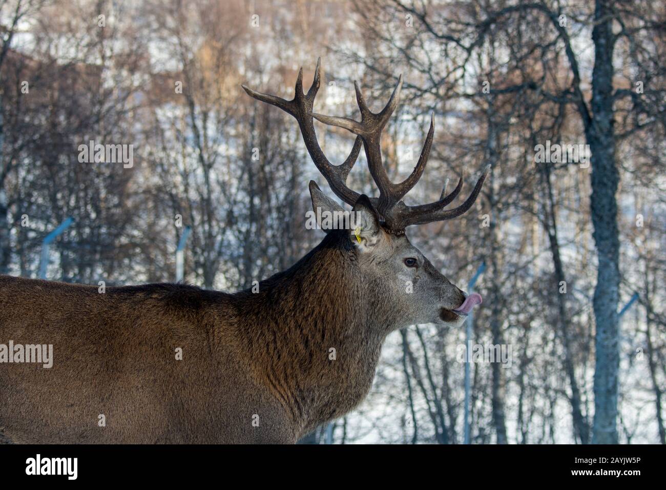 Un mâle (cerf) cerf rouge (Cervus elaphus) dans un parc animalier du nord de la Norvège. Banque D'Images Un mâle (cerf) cerf rouge (Cervus elaphus) dans un parc animalier du nord de la Norvège. Banque D'Images