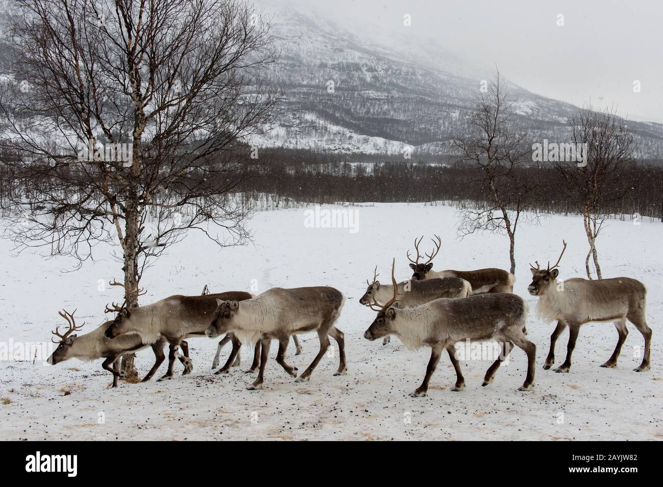 Renne dans la neige dans un parc animalier du nord de la Norvège. Banque D'Images Renne dans la neige dans un parc animalier du nord de la Norvège. Banque D'Images