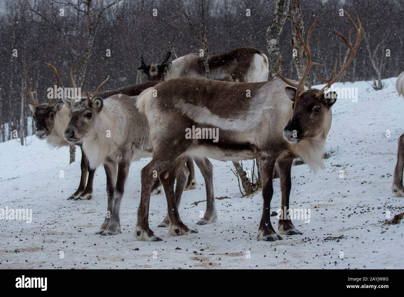 Renne dans la neige dans un parc animalier du nord de la Norvège. Banque D'Images Renne dans la neige dans un parc animalier du nord de la Norvège. Banque D'Images