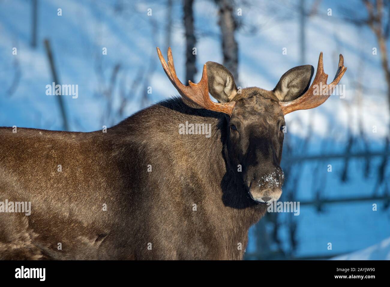 Gros plan d'un jeune orignal de taureau dans un parc animalier du nord de la Norvège. Banque D'Images Gros plan d'un jeune orignal de taureau dans un parc animalier du nord de la Norvège. Banque D'Images