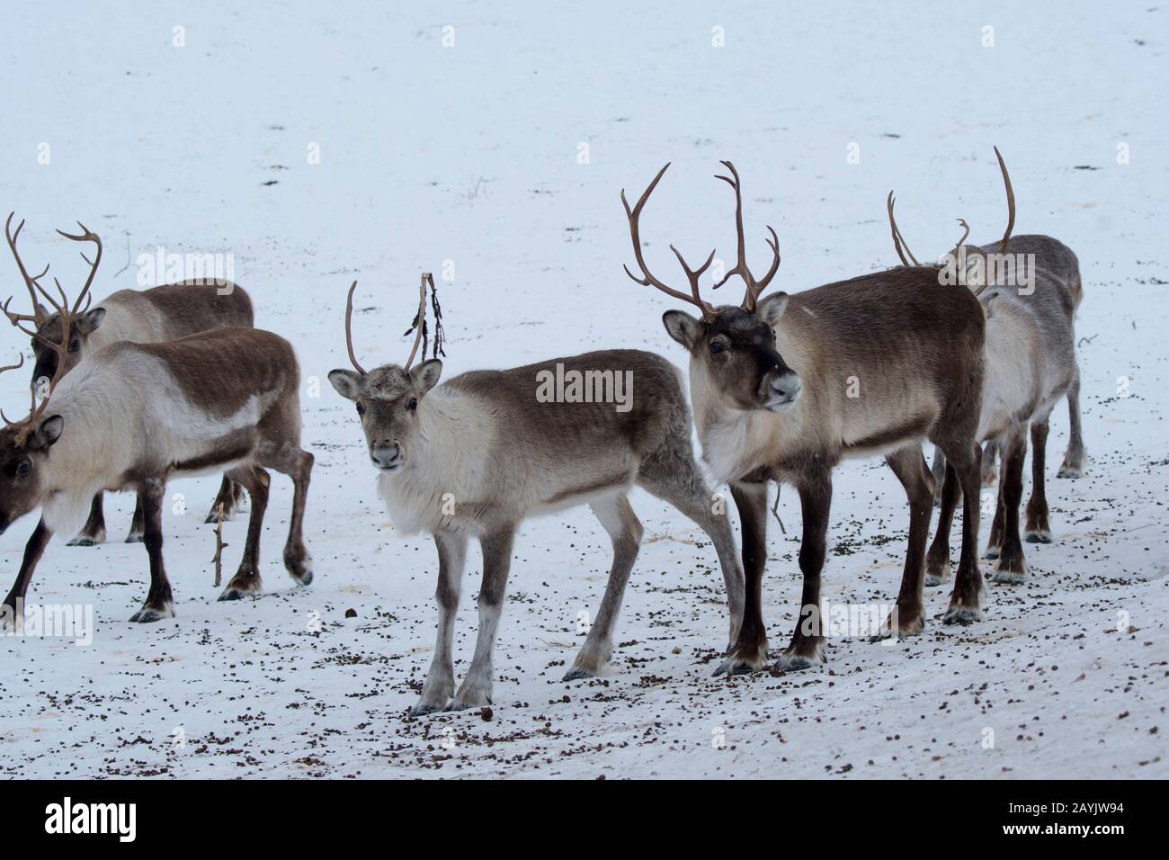 Renne dans la neige dans un parc animalier du nord de la Norvège. Banque D'Images Renne dans la neige dans un parc animalier du nord de la Norvège. Banque D'Images