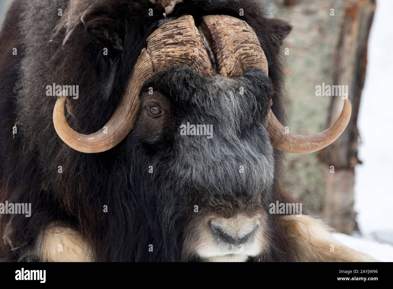 Gros plan d'un Muskox (Ovibos moschatus) dans un parc animalier du nord de la Norvège. Banque D'Images Gros plan d'un Muskox (Ovibos moschatus) dans un parc animalier du nord de la Norvège. Banque D'Images