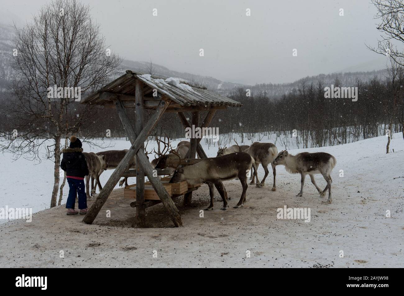 Renne dans la neige dans un parc animalier du nord de la Norvège. Banque D'Images Renne dans la neige dans un parc animalier du nord de la Norvège. Banque D'Images