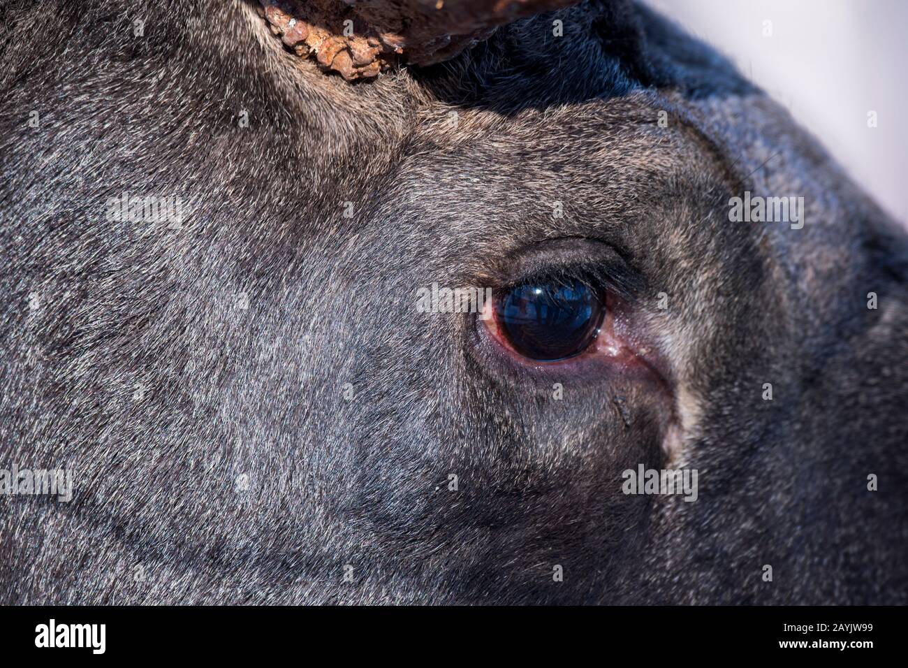 Gros plan d'un œil d'un jeune orignal taureau dans un parc animalier du nord de la Norvège. Banque D'Images Gros plan d'un œil d'un jeune orignal taureau dans un parc animalier du nord de la Norvège. Banque D'Images