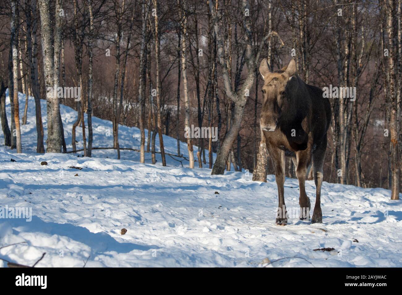 Un orignal de vache marche sur la neige dans un parc animalier du nord de la Norvège. Banque D'Images Un orignal de vache marche sur la neige dans un parc animalier du nord de la Norvège. Banque D'Images