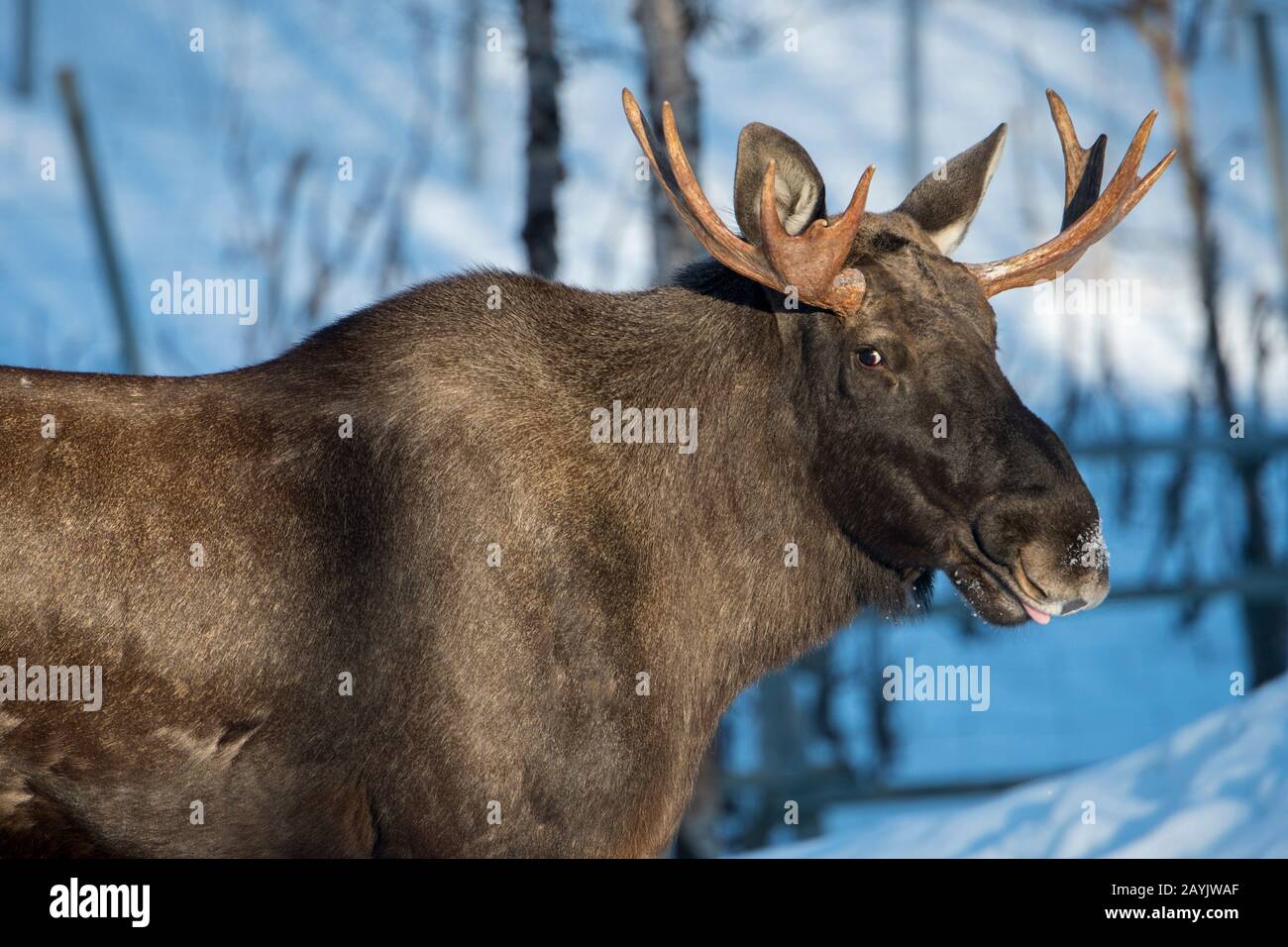 Gros plan d'un jeune orignal de taureau dans un parc animalier du nord de la Norvège. Banque D'Images Gros plan d'un jeune orignal de taureau dans un parc animalier du nord de la Norvège. Banque D'Images