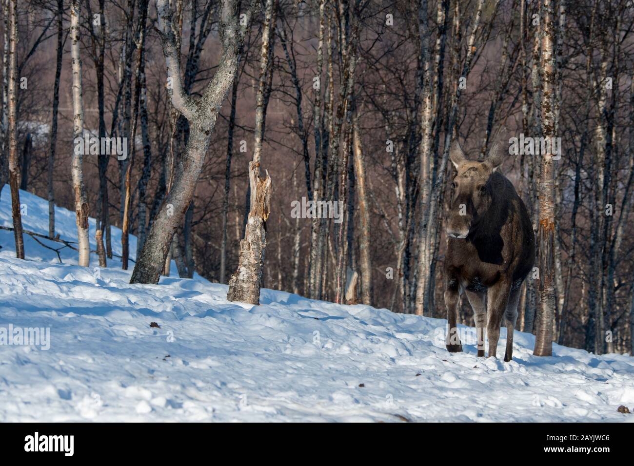 Un orignal de vache marche sur la neige dans un parc animalier du nord de la Norvège. Banque D'Images Un orignal de vache marche sur la neige dans un parc animalier du nord de la Norvège. Banque D'Images