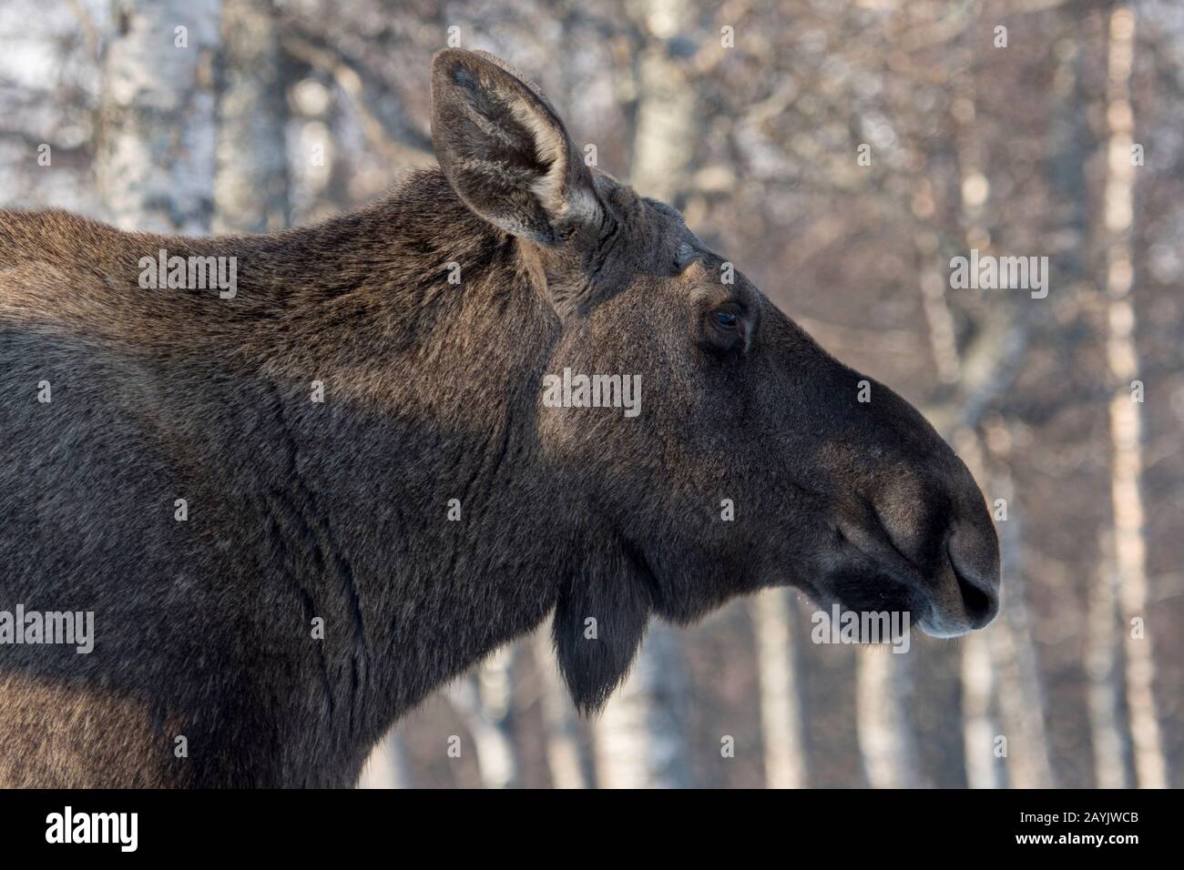 Portrait d'un orignal de vache dans un parc animalier du nord de la Norvège. Banque D'Images Portrait d'un orignal de vache dans un parc animalier du nord de la Norvège. Banque D'Images