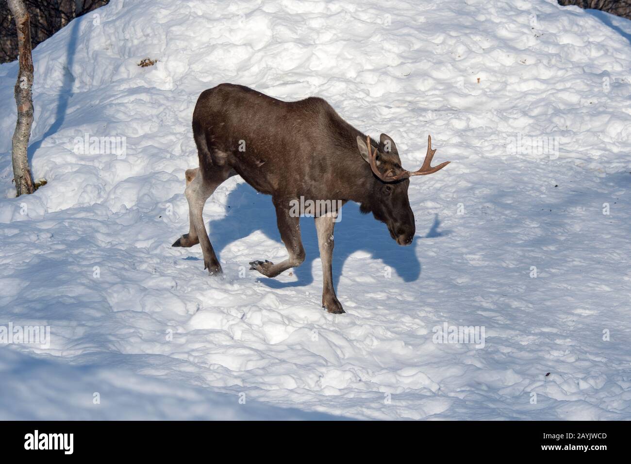 Un jeune orignal de taureau marche sur la neige dans un parc animalier du nord de la Norvège. Banque D'Images Un jeune orignal de taureau marche sur la neige dans un parc animalier du nord de la Norvège. Banque D'Images