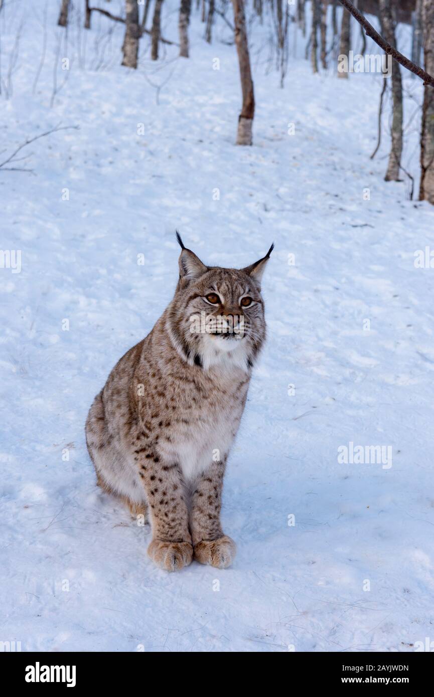 Un lynx eurasien (Lynx lynx) est assis dans la neige dans un parc animalier du nord de la Norvège. Banque D'Images Un lynx eurasien (Lynx lynx) est assis dans la neige dans un parc animalier du nord de la Norvège. Banque D'Images