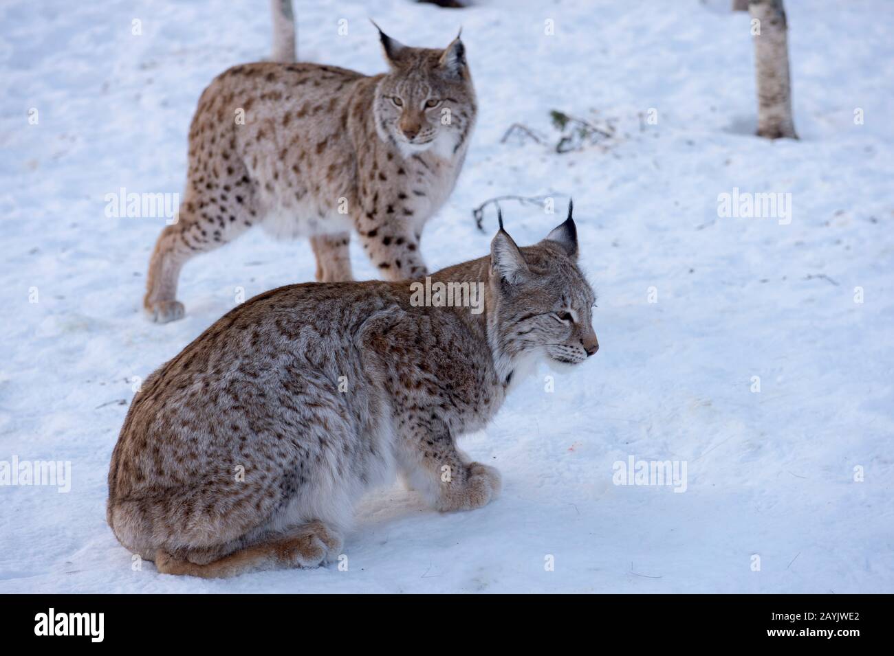 Deux lynx eurasiens (Lynx lynx) dans la neige dans un parc animalier du nord de la Norvège. Banque D'Images Deux lynx eurasiens (Lynx lynx) dans la neige dans un parc animalier du nord de la Norvège. Banque D'Images