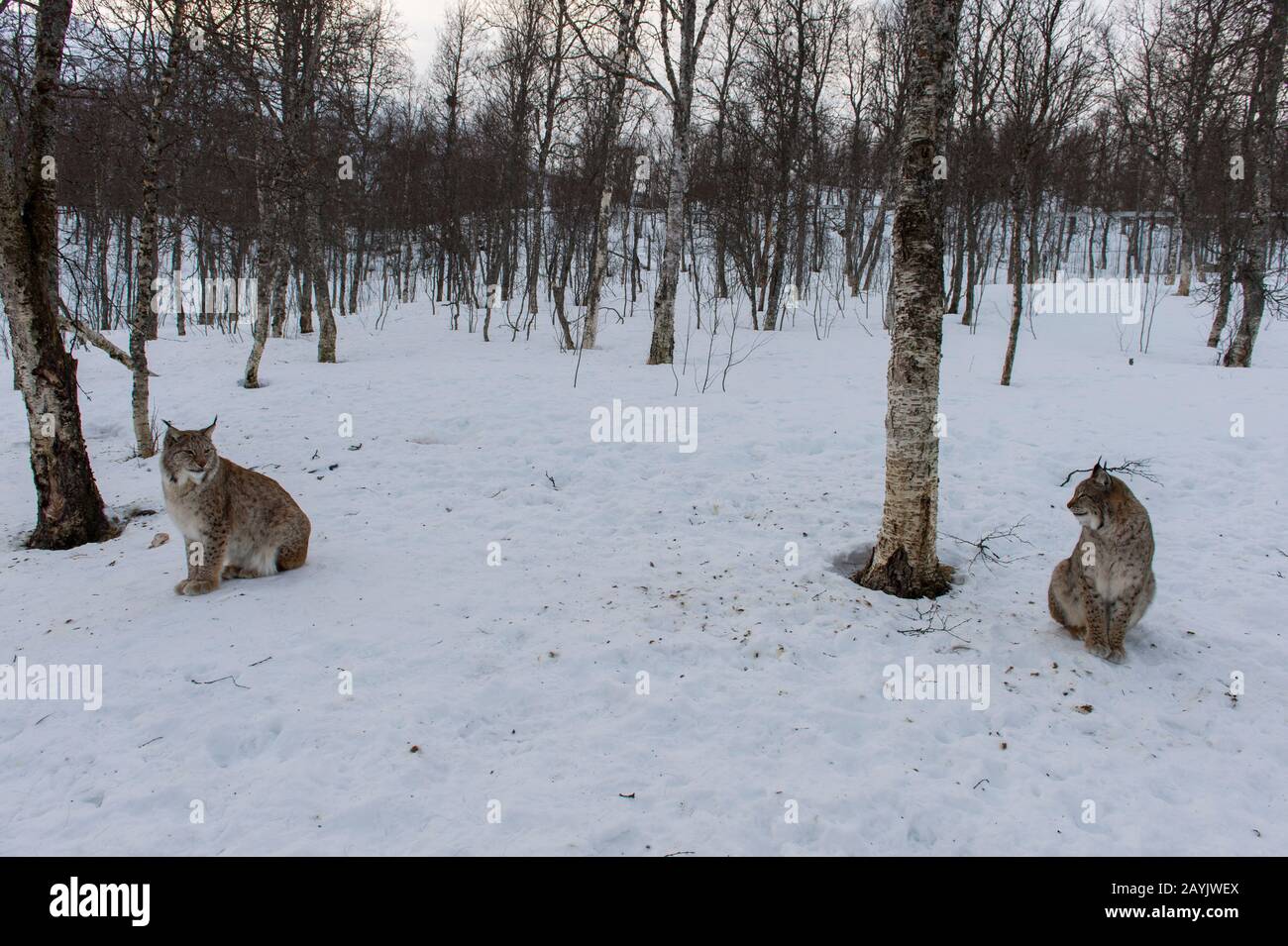 Deux lynx eurasiens (Lynx lynx) dans la neige dans un parc animalier du nord de la Norvège. Banque D'Images Deux lynx eurasiens (Lynx lynx) dans la neige dans un parc animalier du nord de la Norvège. Banque D'Images