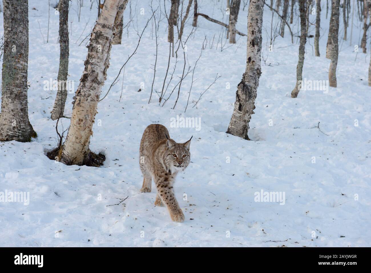 Un lynx eurasien (Lynx lynx) marche dans la neige dans un parc animalier du nord de la Norvège. Banque D'Images Un lynx eurasien (Lynx lynx) marche dans la neige dans un parc animalier du nord de la Norvège. Banque D'Images